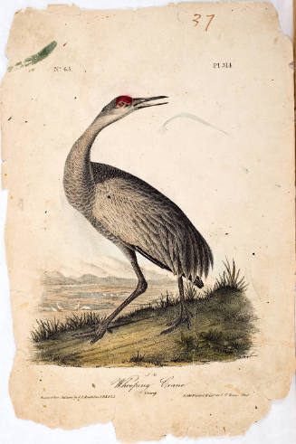 Whooping Crane