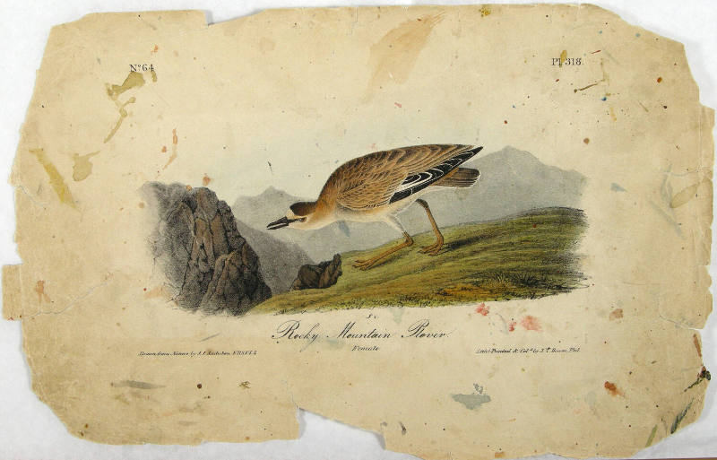 Rocky Mountain Plover