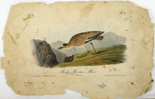 Rocky Mountain Plover
