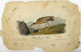 Rocky Mountain Plover