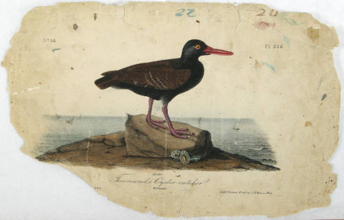 Townsend's Oyster Catcher