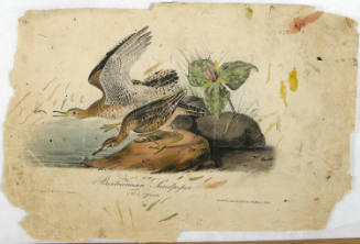 Bartramian Sandpiper
