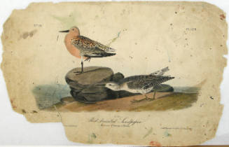 Red-breasted Sandpiper