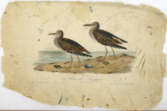 Pectoral Sandpiper