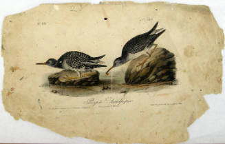 Purple Sandpiper
