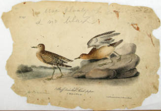 Buff breasted Sand-piper