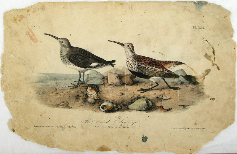 Red-backed Sandpiper