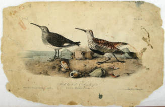 Red-backed Sandpiper