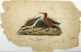 Curlew Sandpiper