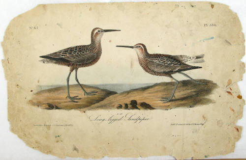Long-legged Sandpiper