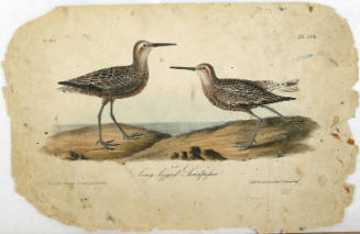 Long-legged Sandpiper