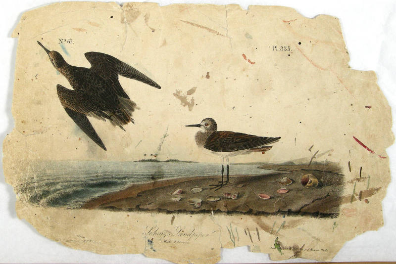 Schinz's Sandpiper