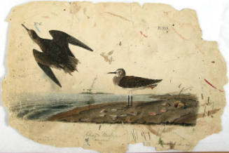 Schinz's Sandpiper