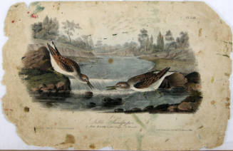 Little Sandpiper