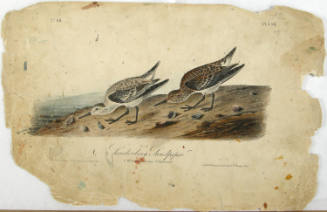 Sanderling Sandpiper
