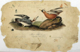 Red Phalarope