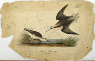 Wilson's Phalarope