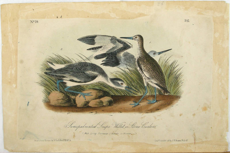 Semipalmated Snipe, Willet Or Stone Curlew