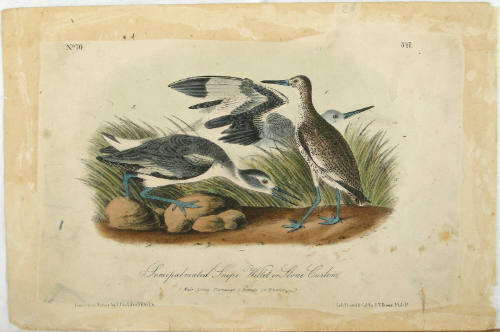 Semipalmated Snipe, Willet Or Stone Curlew