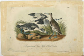 Semipalmated Snipe, Willet Or Stone Curlew