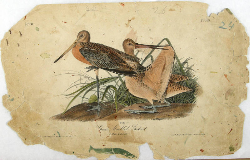 Great Marbled Godwit