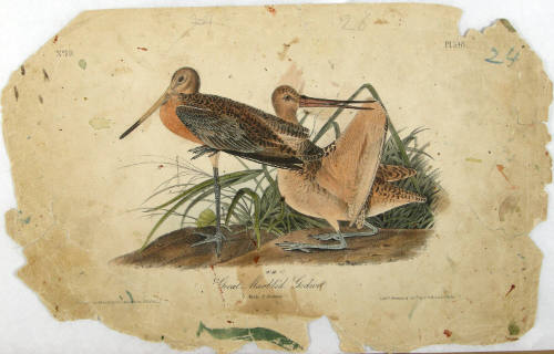 Great Marbled Godwit