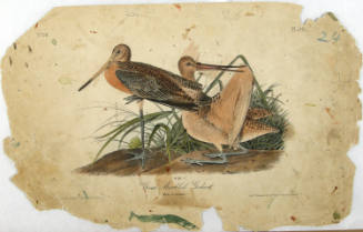 Great Marbled Godwit