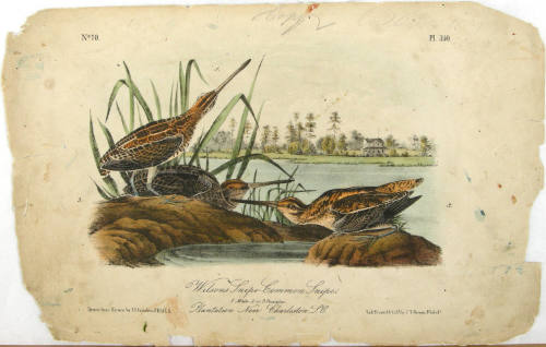 Wilsons Snipe-Common Snipe