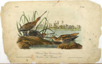 Wilsons Snipe-Common Snipe