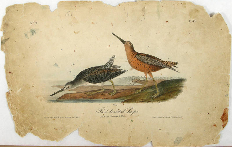 Red-breasted Snipe