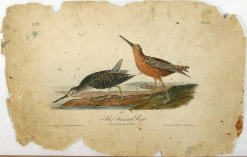 Red-breasted Snipe