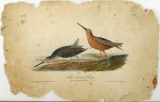 Red-breasted Snipe