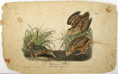 American Woodcock