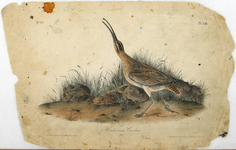 Hudsonian Curlew