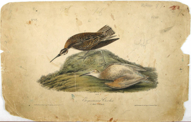 Esquimaux Curlew