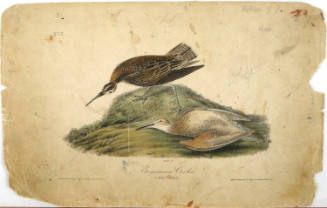 Esquimaux Curlew
