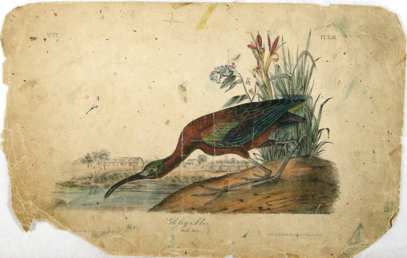 Glofsy Ibis
