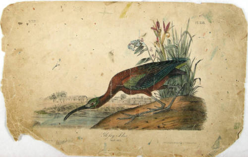Glofsy Ibis