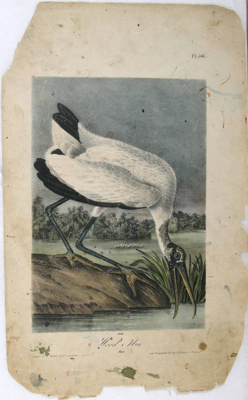 Wood Ibis