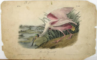 Roseate Spoonbill
