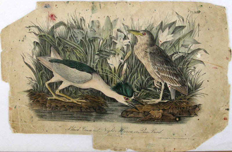 Black-Crowned Night Heron or Qua Bird