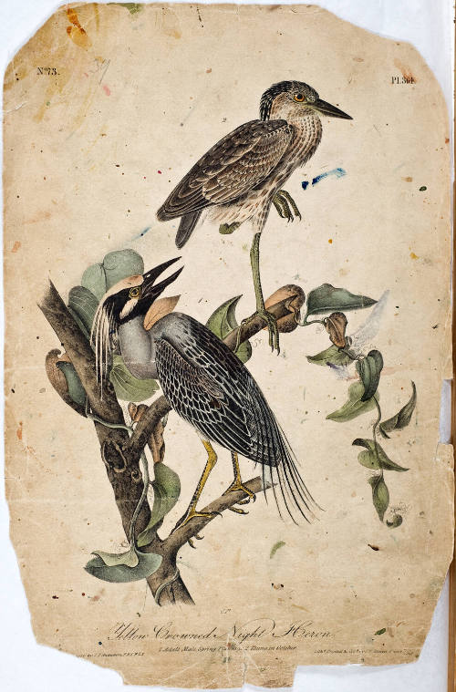 Yellow Crowned Night Heron
