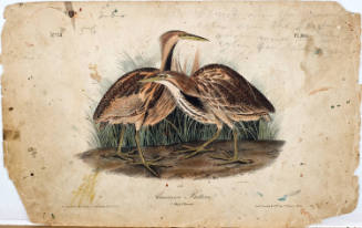 American Bittern