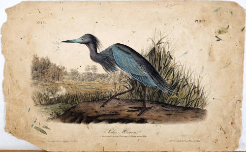 Blue Heron