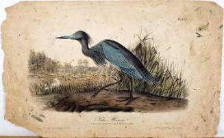 Blue Heron