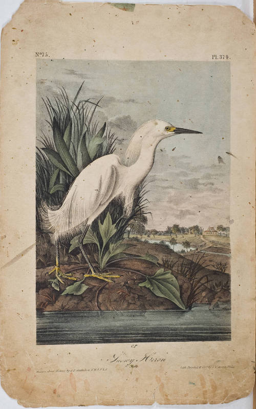 Snowy Heron
