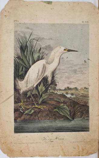 Snowy Heron