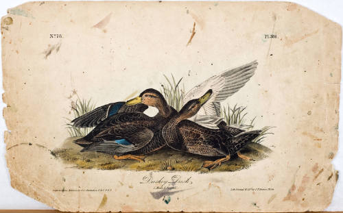 Duskey Duck