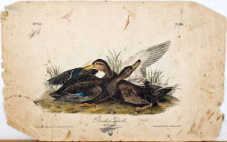 Duskey Duck