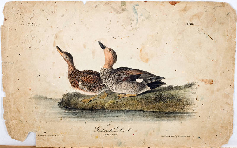 Gadwall Duck